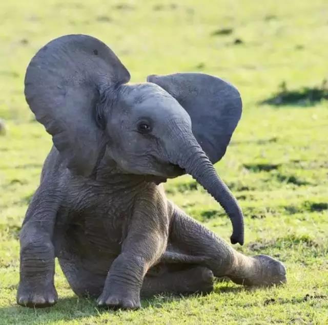 為愛發聲丨 德利豐家居“關愛大象媒體聯盟”關(圖1)